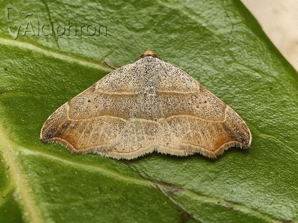 Laspeyria flexula