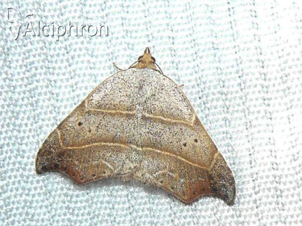 Laspeyria flexula