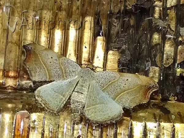 Laspeyria flexula