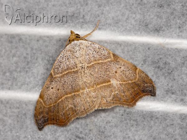 Laspeyria flexula