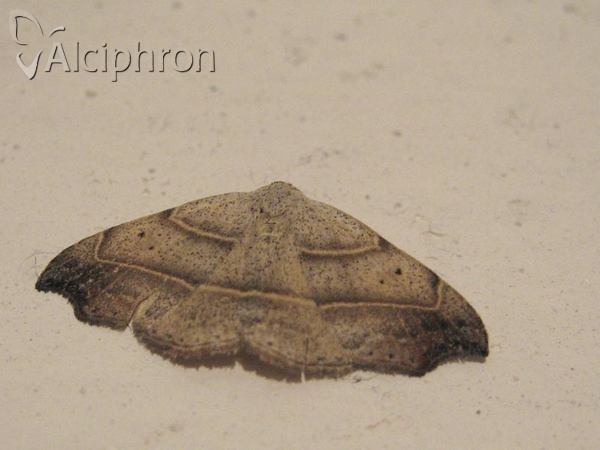 Laspeyria flexula
