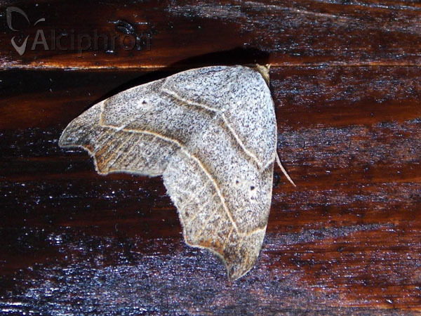 Laspeyria flexula