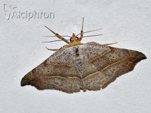 Laspeyria flexula