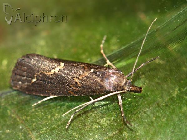 Schrankia costaestrigalis
