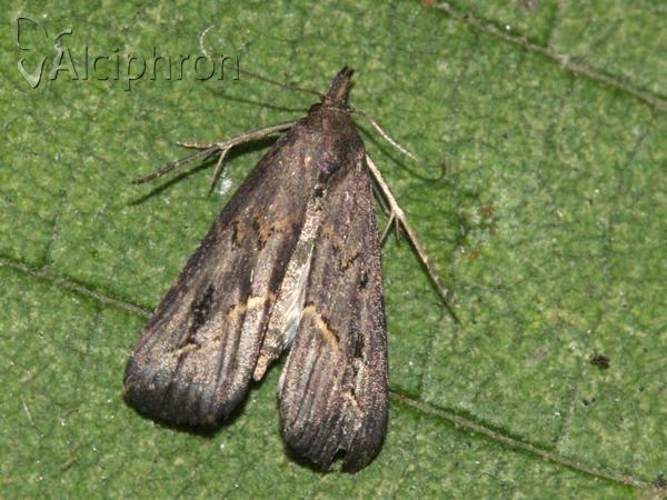 Schrankia costaestrigalis