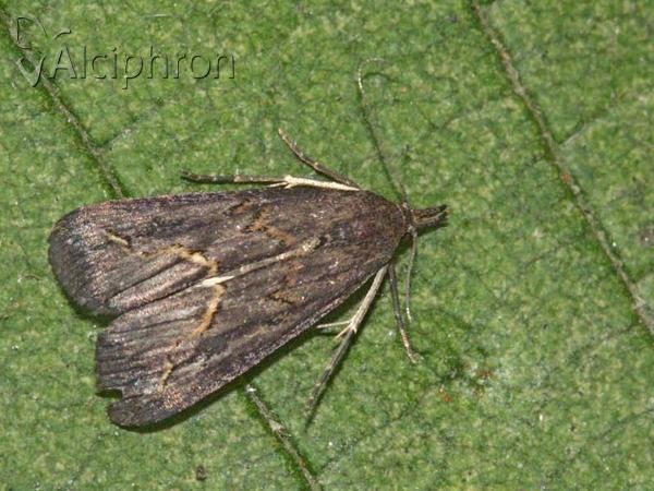 Schrankia costaestrigalis