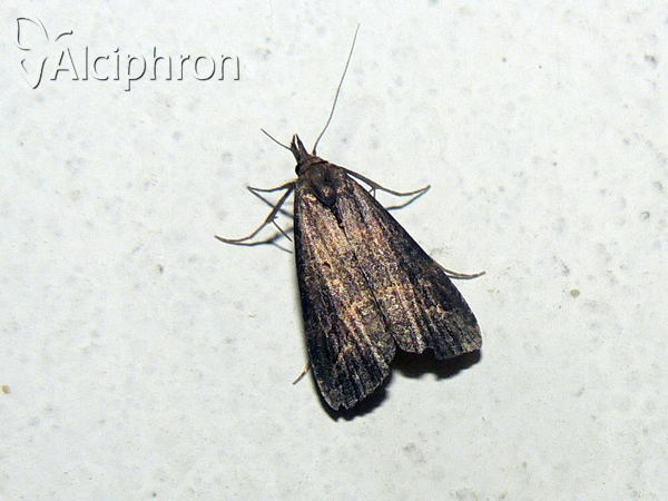 Schrankia costaestrigalis