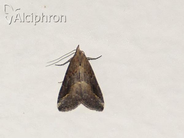 Schrankia costaestrigalis