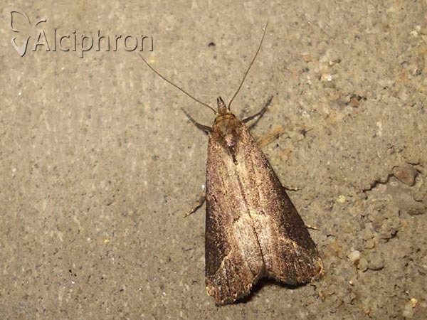 Schrankia costaestrigalis