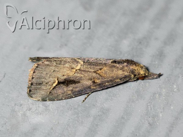 Schrankia costaestrigalis
