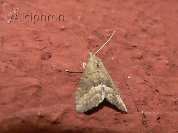 Schrankia taenialis