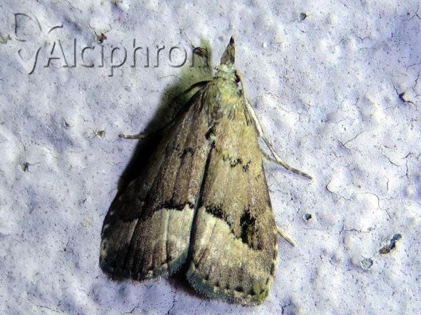 Schrankia taenialis