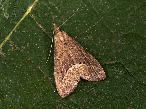 Schrankia taenialis