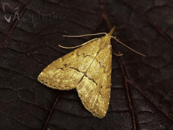 Schrankia taenialis