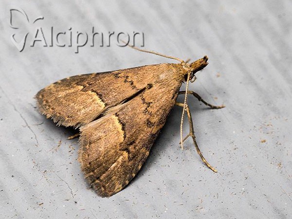 Schrankia taenialis