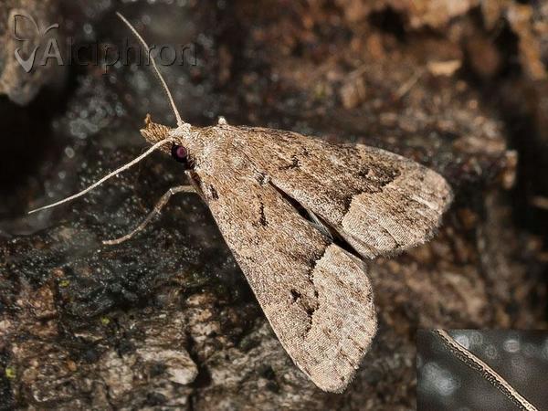 Schrankia taenialis