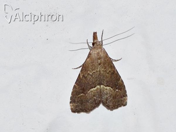 Schrankia taenialis