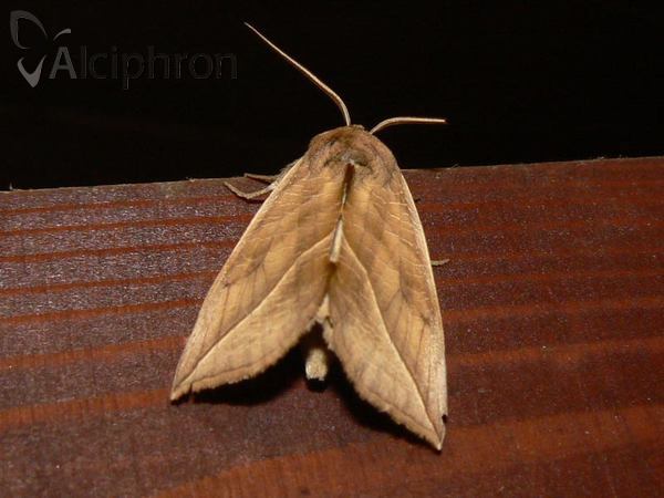 Calyptra thalictri