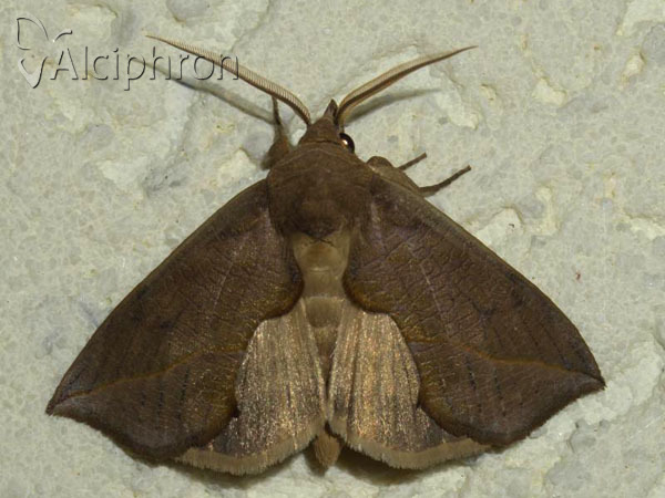 Calyptra thalictri