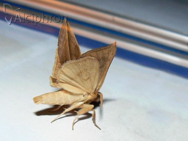 Calyptra thalictri