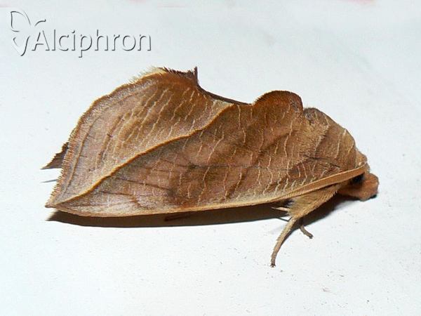 Calyptra thalictri