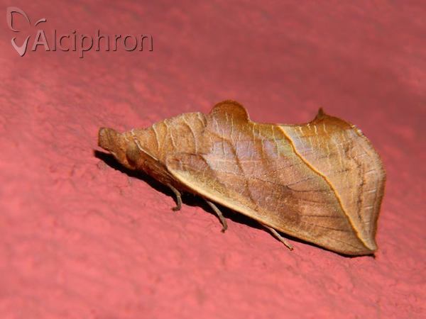 Calyptra thalictri