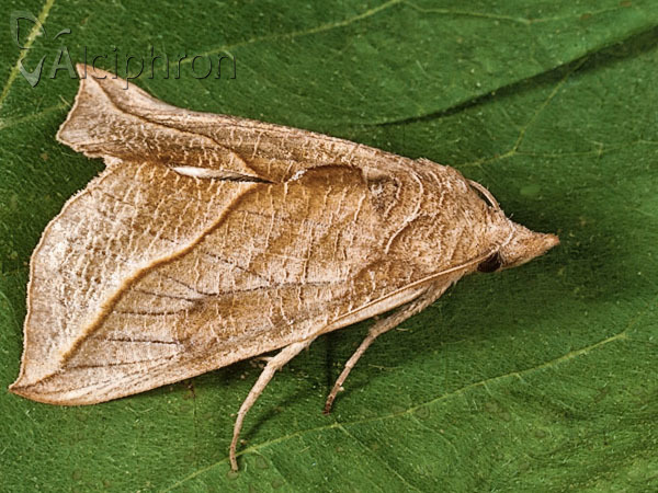 Calyptra thalictri