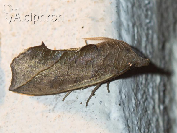 Calyptra thalictri