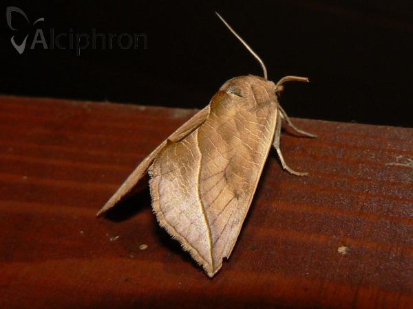 Calyptra thalictri