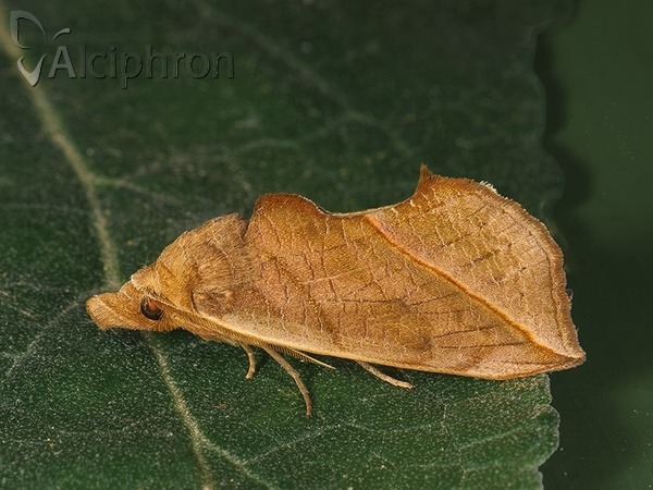 Calyptra thalictri