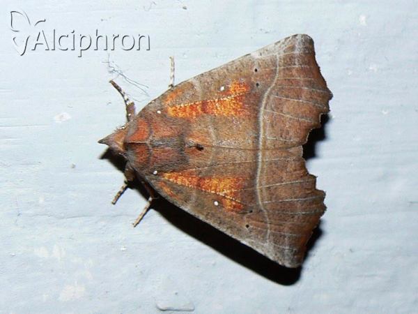 Scoliopteryx libatrix