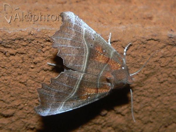 Scoliopteryx libatrix