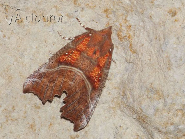 Scoliopteryx libatrix
