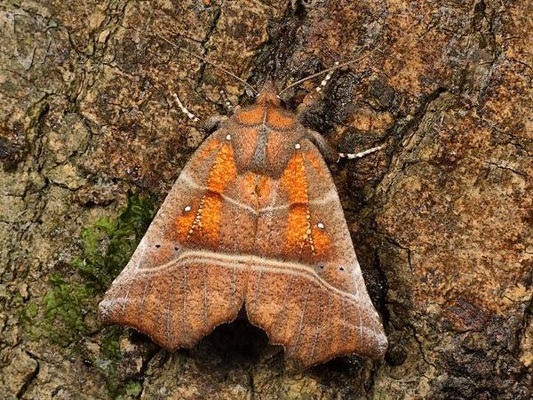 Scoliopteryx libatrix