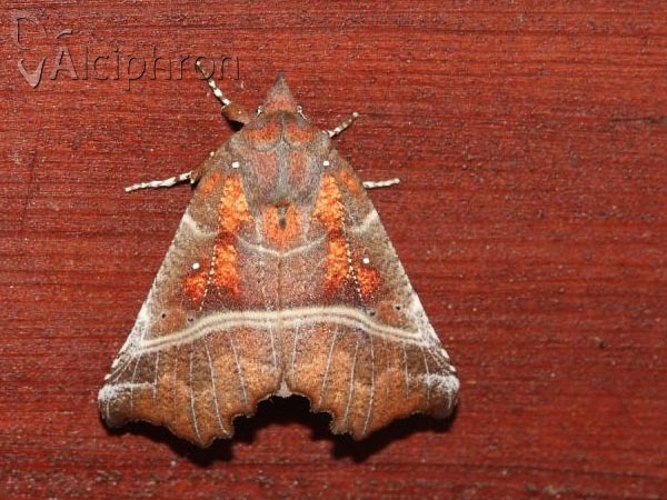 Scoliopteryx libatrix