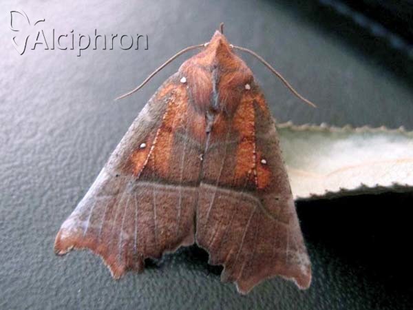 Scoliopteryx libatrix