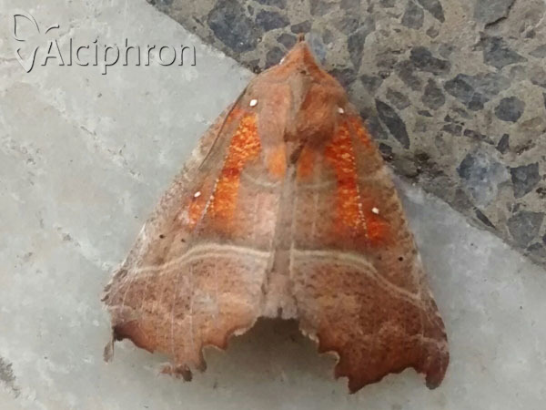 Scoliopteryx libatrix