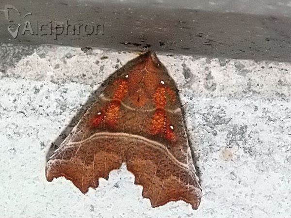 Scoliopteryx libatrix