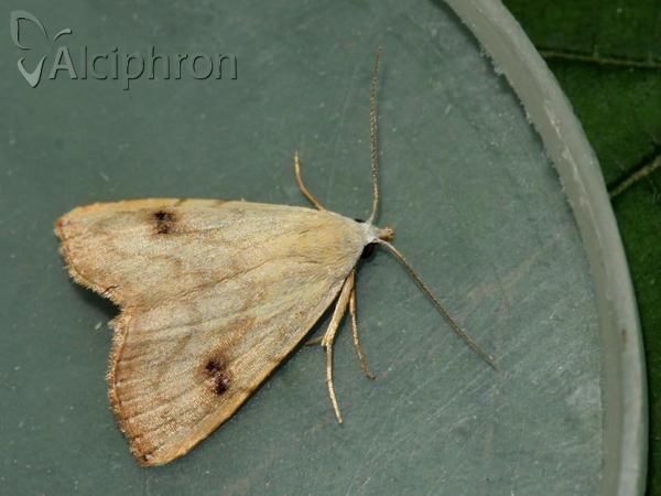 Rivula sericealis