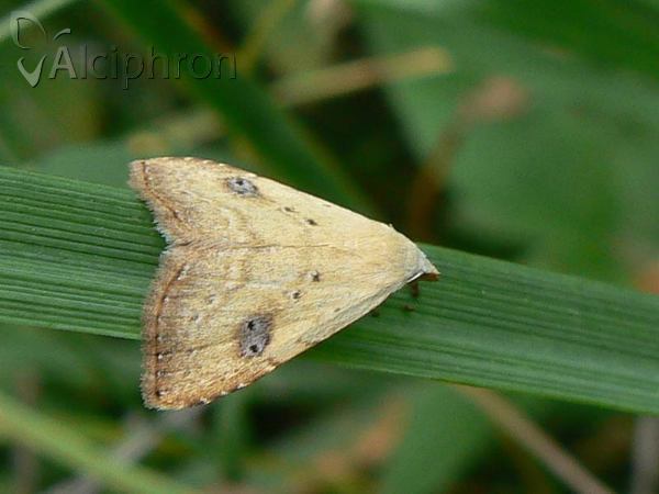 Rivula sericealis