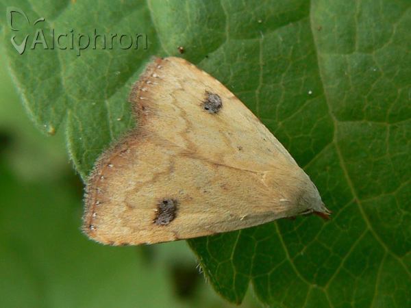 Rivula sericealis