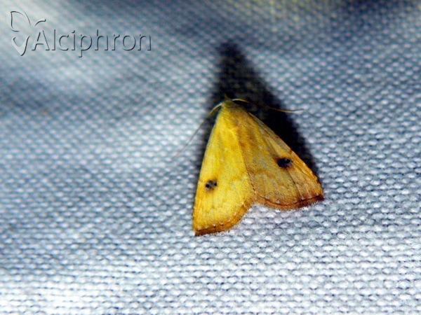 Rivula sericealis