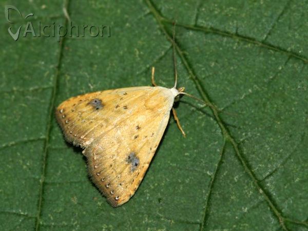 Rivula sericealis