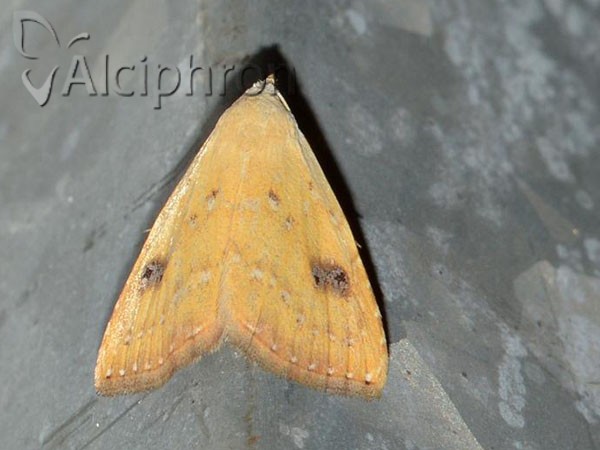 Rivula sericealis