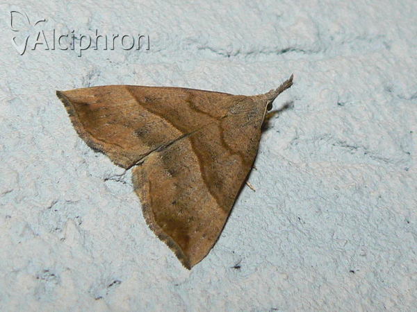 Hypena proboscidalis