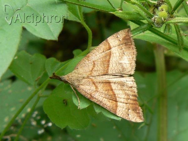 Hypena proboscidalis