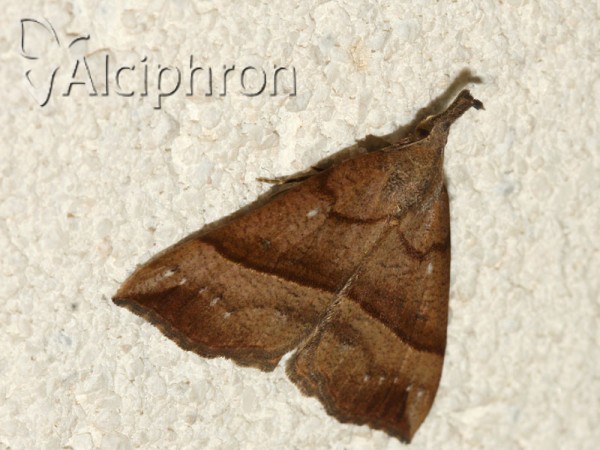 Hypena proboscidalis