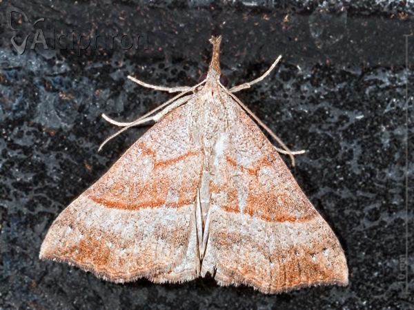 Hypena proboscidalis