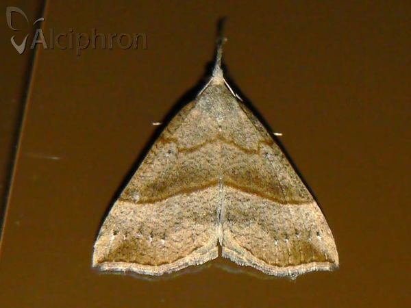 Hypena proboscidalis