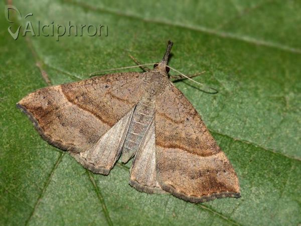 Hypena proboscidalis